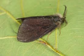 Attēlu rezultāti vaicājumam “Canephora hirsuta”