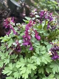 Attēlu rezultāti vaicājumam “Corydalis solida flower”