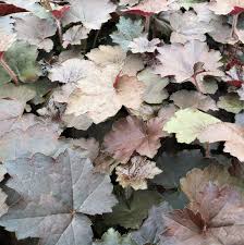 Image result for HEUCHERA americana 'Palace Purple Auslese'