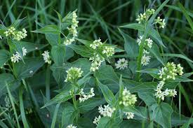 Attēlu rezultāti vaicājumam “Vincetoxicum hirundinaria leaf”