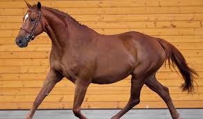 Image result for Nelke