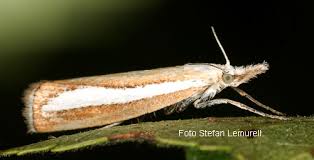 Attēlu rezultāti vaicājumam “Catoptria margaritella”