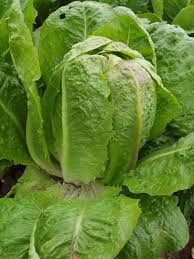 Image result for Neuseeländer Salat