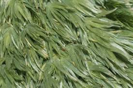 Attēlu rezultāti vaicājumam “Leucobryum juniperoideum”