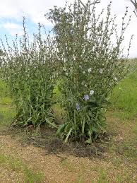 Image result for Cichorium intybus