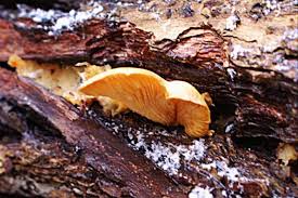 Attēlu rezultāti vaicājumam “Lentinus suavissimus”