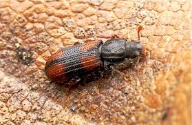 Attēlu rezultāti vaicājumam “Bitoma crenata”