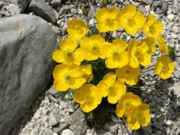 Image result for Alpenmohn