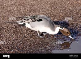 Attēlu rezultāti vaicājumam “Anas acuta”