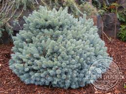 Attēlu rezultāti vaicājumam “Picea pungens”