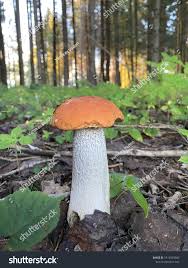 Attēlu rezultāti vaicājumam “Leccinum vulpinum”