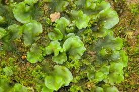 Attēlu rezultāti vaicājumam “Pellia epiphylla sporophyte”