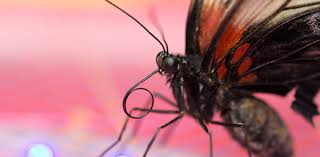 Attēlu rezultāti vaicājumam “Lepidoptera”