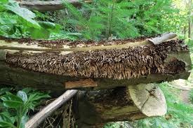 Attēlu rezultāti vaicājumam “Laurilia sulcata”