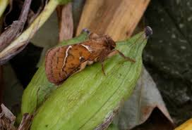 Attēlu rezultāti vaicājumam “Hepialus sylvina female”