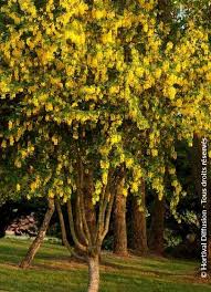 Image result for Laburnum anagyroides