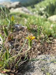 Image result for Agoseris major