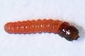 Attēlu rezultāti vaicājumam “Platytes alpinella”