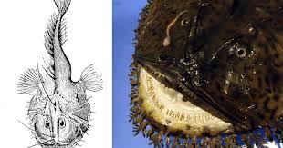 Image result for Lophius americanus