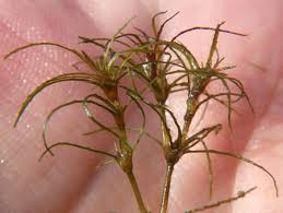 Attēlu rezultāti vaicājumam “Najas tenuissima leaf”