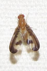 Attēlu rezultāti vaicājumam “Arctophila superbiens”