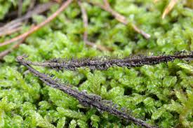 Attēlu rezultāti vaicājumam “Stemonitopsis subcaespitosa”