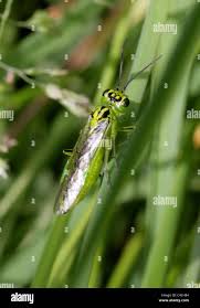 Attēlu rezultāti vaicājumam “Rhogogaster viridis”