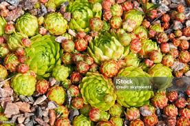 Attēlu rezultāti vaicājumam “Jovibarba globifera fruit”