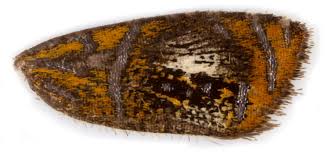 Attēlu rezultāti vaicājumam “Olethreutes arcuella”