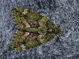 Attēlu rezultāti vaicājumam “Chloroclysta siterata”