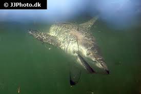 Image result for Carcharhinus brevipinna