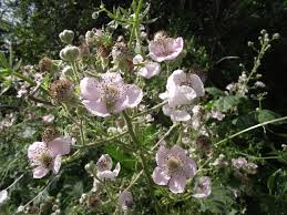 Attēlu rezultāti vaicājumam “Rubus plicatus flower”