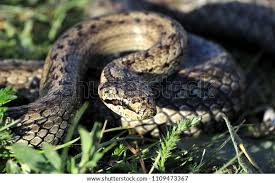 Attēlu rezultāti vaicājumam “Coronella austriaca adult”