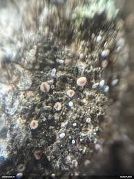 Attēlu rezultāti vaicājumam “Lachnum corticale”