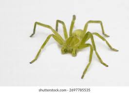 Attēlu rezultāti vaicājumam “Micrommata virescens”