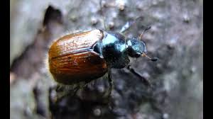 Attēlu rezultāti vaicājumam “Phyllopertha horticola”