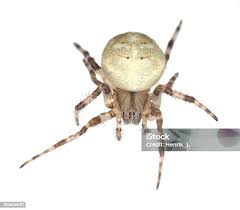 Attēlu rezultāti vaicājumam “Araneus quadratus male”