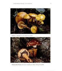 Attēlu rezultāti vaicājumam “Lactarius lygniotus”