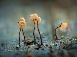 Attēlu rezultāti vaicājumam “Craterium aureonucleatum young”