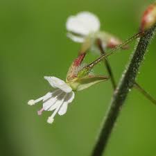 Attēlu rezultāti vaicājumam “Circaea lutetiana flower”