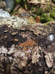 Attēlu rezultāti vaicājumam “Hemitrichia karstenii”