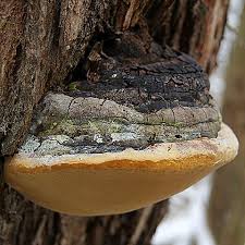 Attēlu rezultāti vaicājumam “Phellinus”