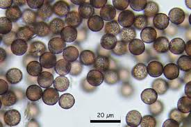 Attēlu rezultāti vaicājumam “Craterium aureum spores”