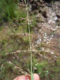 Image result for rosa aquatica