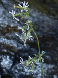Attēlu rezultāti vaicājumam “Silene tatarica leaf”