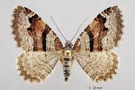 Attēlu rezultāti vaicājumam “Xanthorhoe designata”