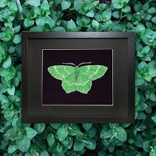 Attēlu rezultāti vaicājumam “Geometra papilionaria”