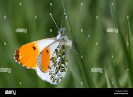 Attēlu rezultāti vaicājumam “Anthocharis cardamines male”