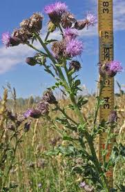 Attēlu rezultāti vaicājumam “Cirsium arvense flower”