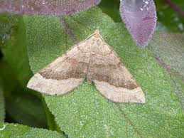 Attēlu rezultāti vaicājumam “Scotopteryx chenopodiata”